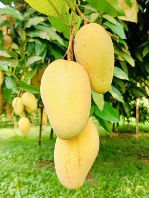 কাটিমন আম