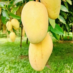 Mango (আম)